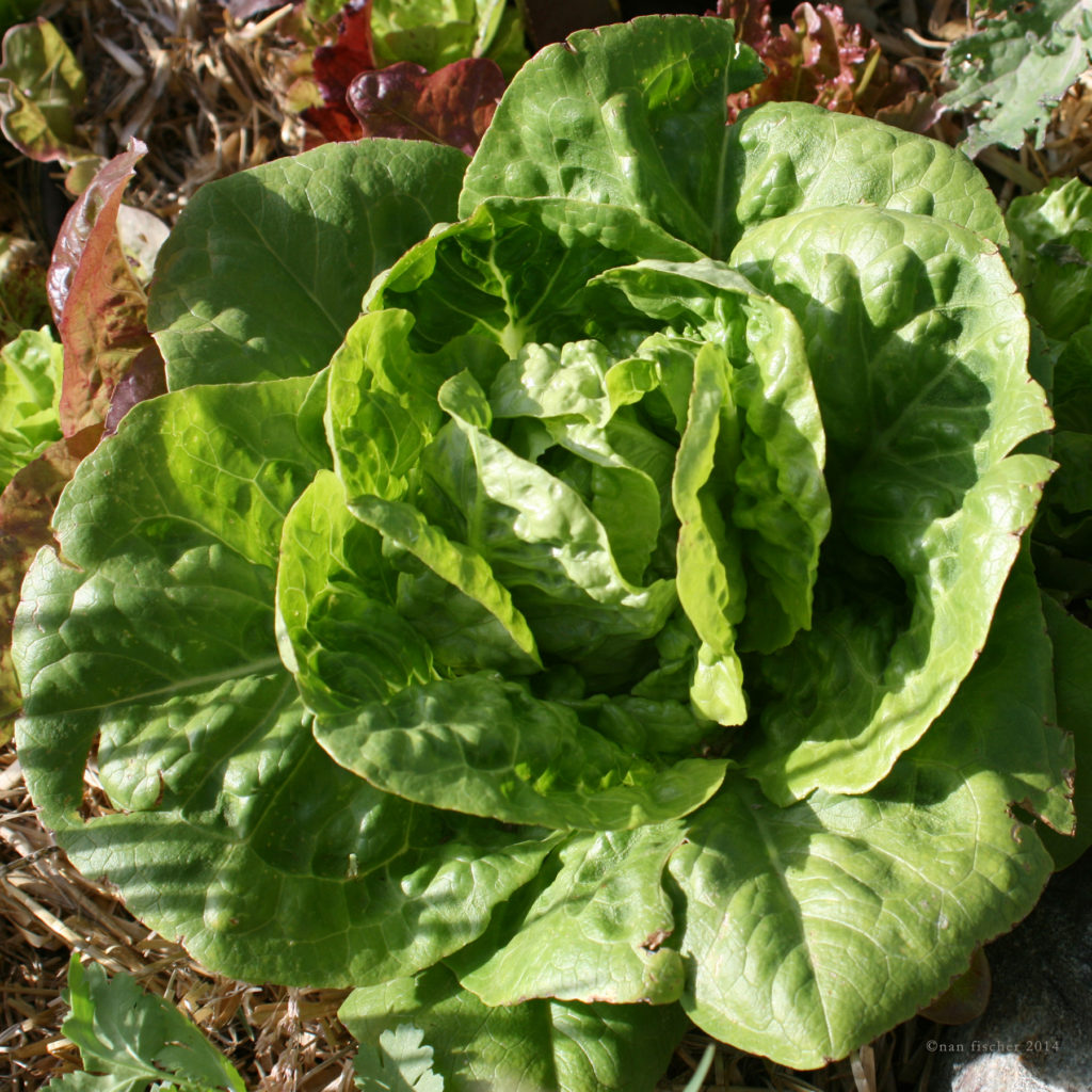Spring Lettuces nannie plants