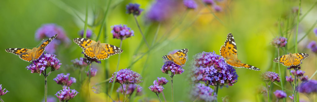 butterflies-on-flowers-orange-green-purple-stock-photo